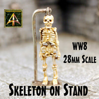 WW8 Skeleton on stand