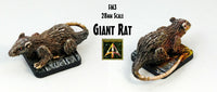 FM3 Giant Rat